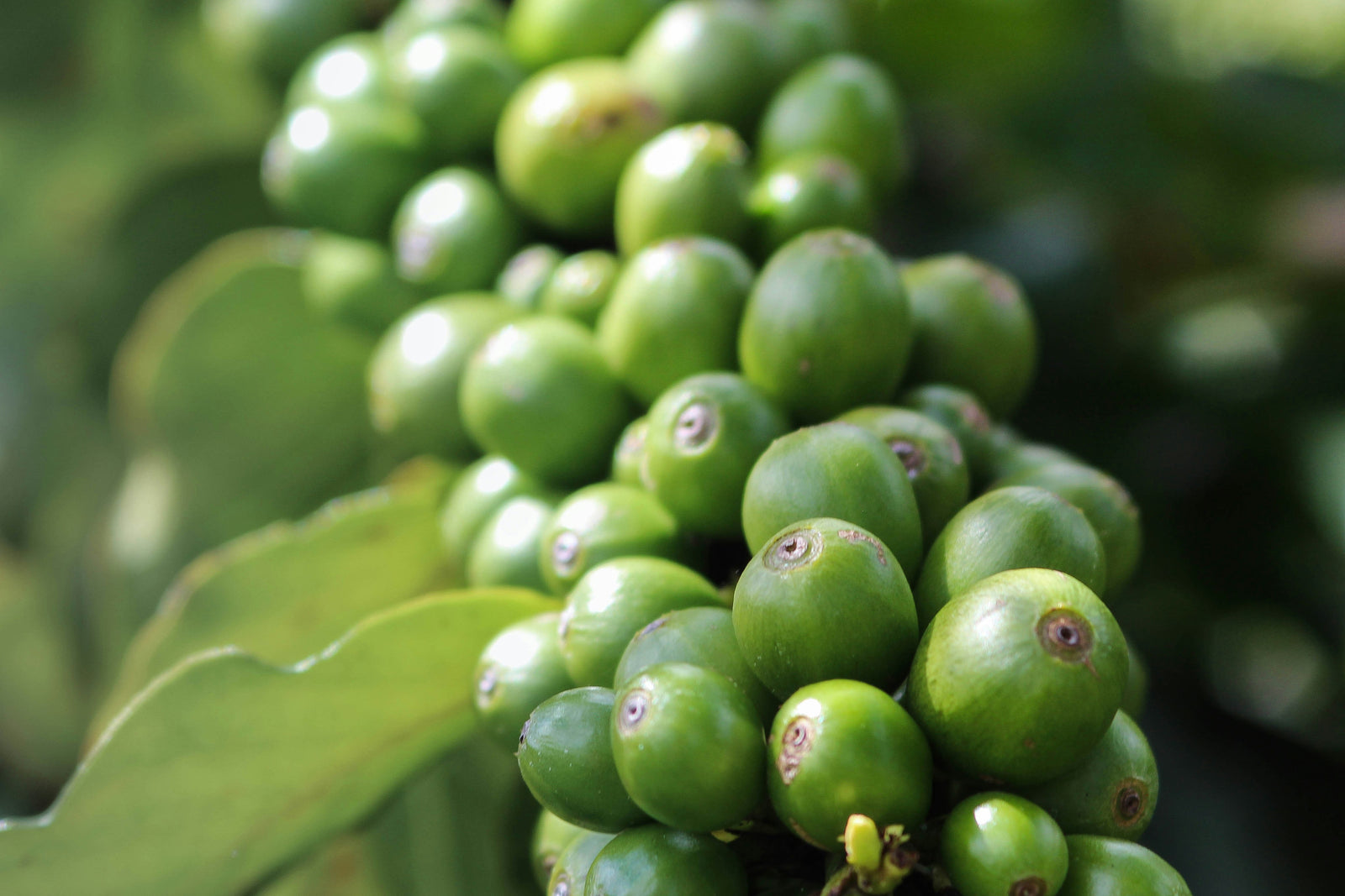 The Wild Difference: Why Sustainable Coffee Matters