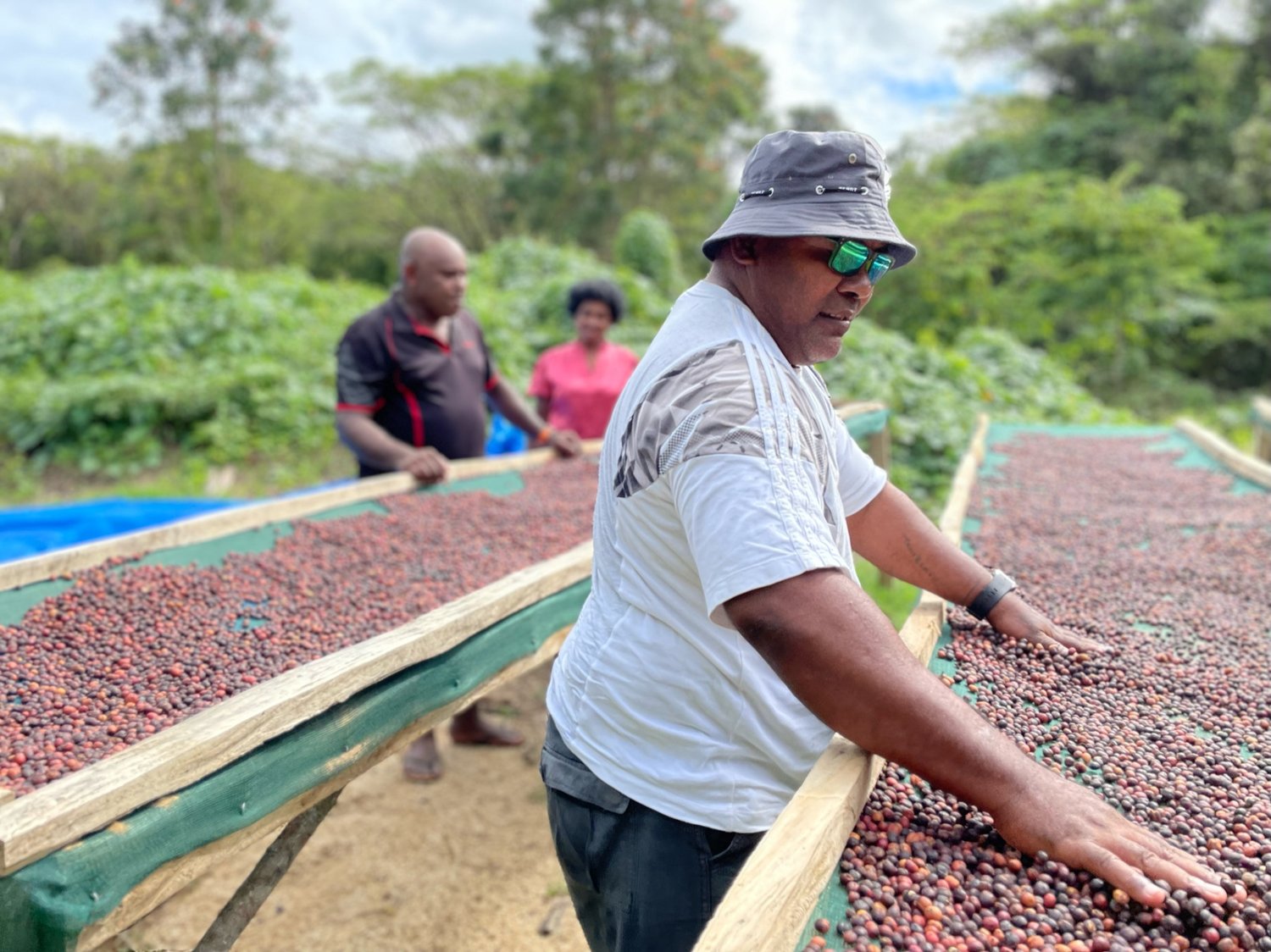 A local fijian man inspecting coffee beans 