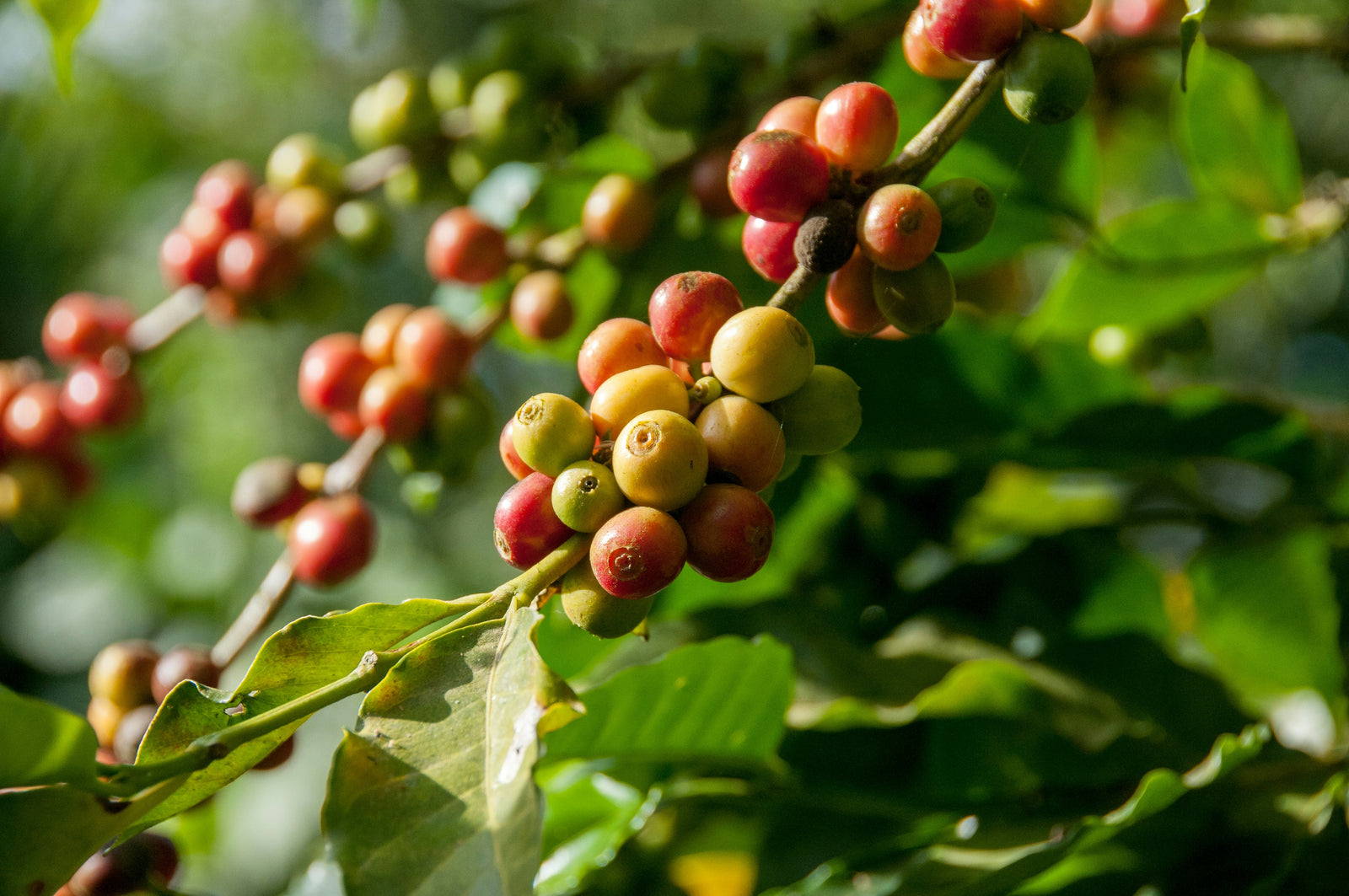 What is Wild Coffee? Discover a Pure and Clean Tasting Brew