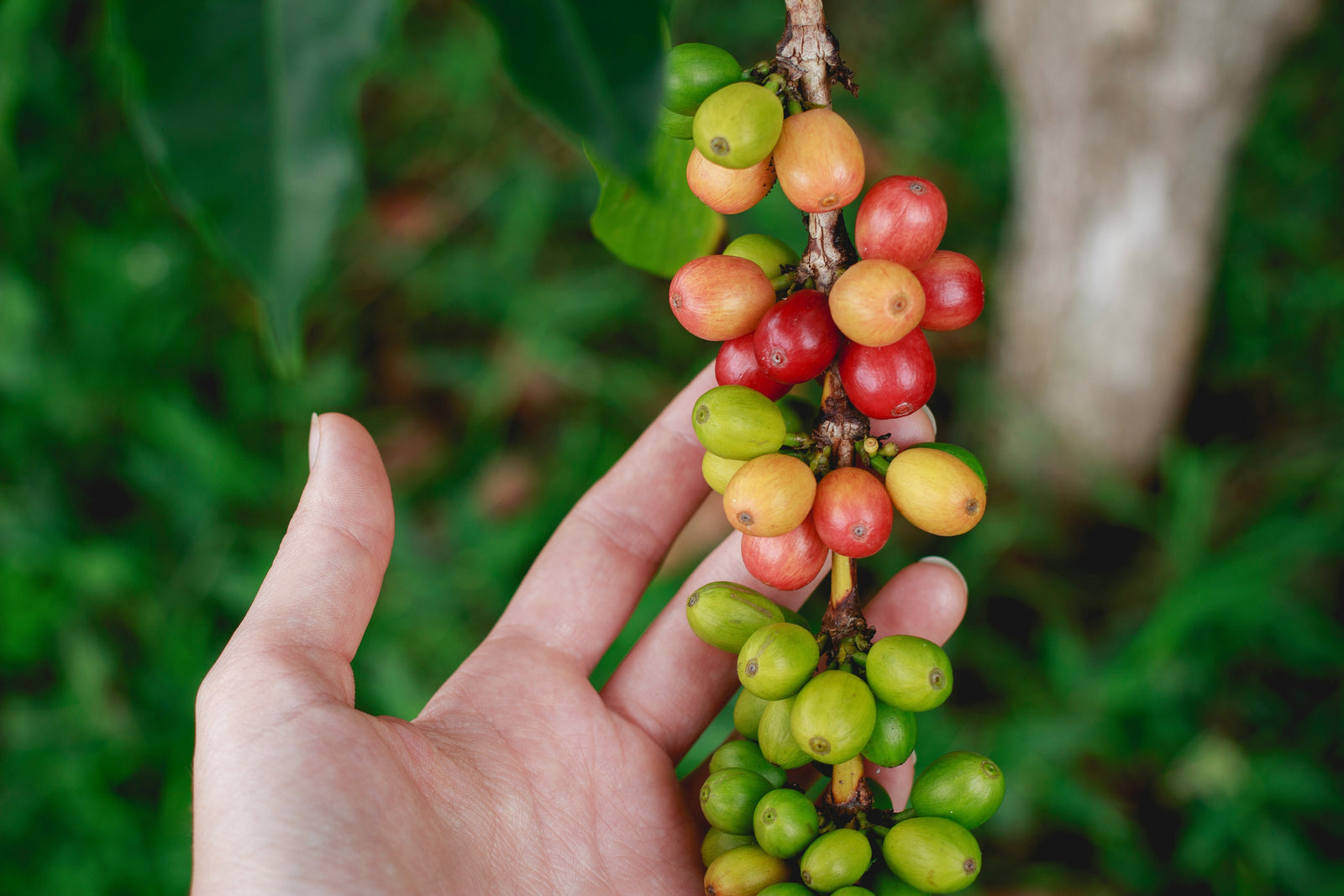 Organic vs. Wild Coffee: What’s the Difference?