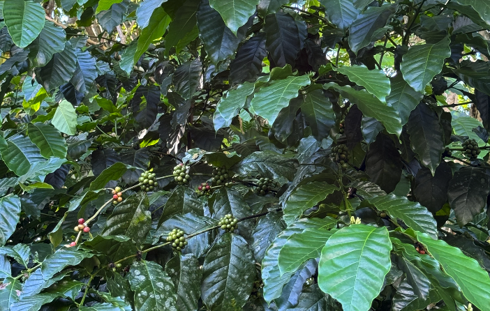 5 Reasons Wild-Harvested Coffee is Worth Trying