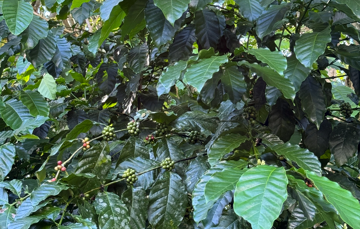 5 Reasons Wild-Harvested Coffee is Worth Trying